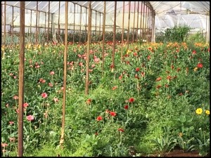 20160220_Dalat_ - 1 (2)