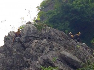 20160308_CatBa - 1 (1)