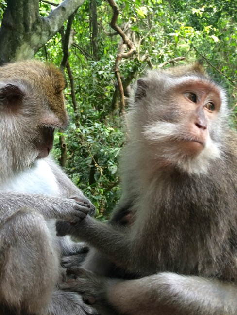 20160312_Ubud - 3 (1)