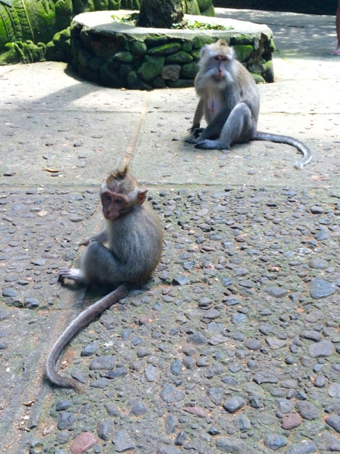 20160313_Ubud - 17