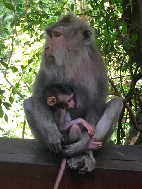20160313_Ubud - 22