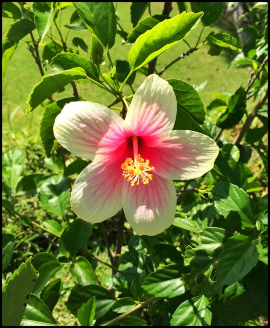 20160316_Bali - 1 (1)