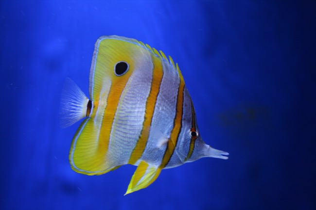 20160318_Pemuteran - 15