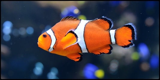 20160318_Pemuteran - 17