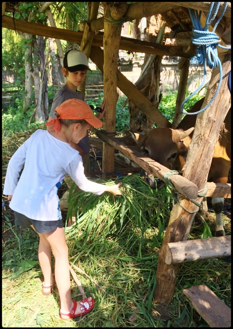 20160319_Pemuteran - 3