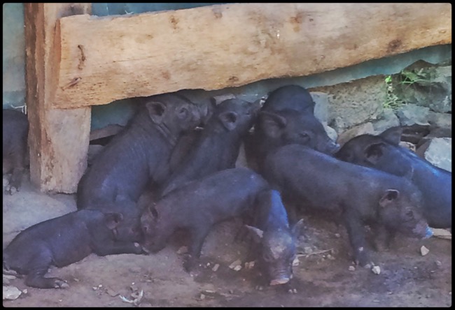 20160319_Pemuteran - 5