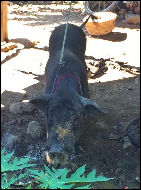 20160319_Pemuteran - 6