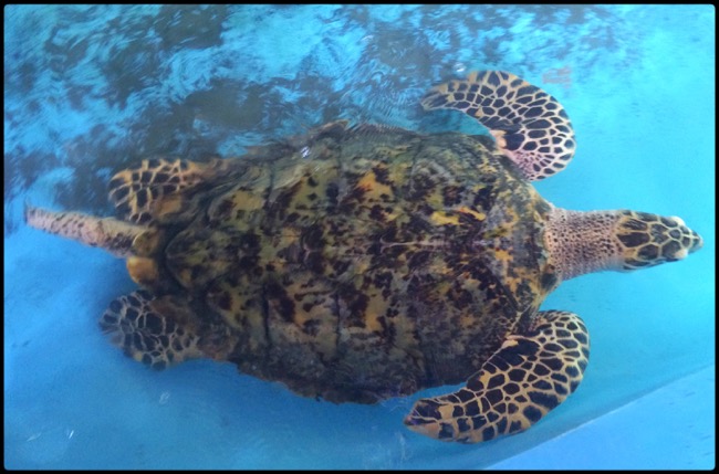 20160322_Pemuteran - 3