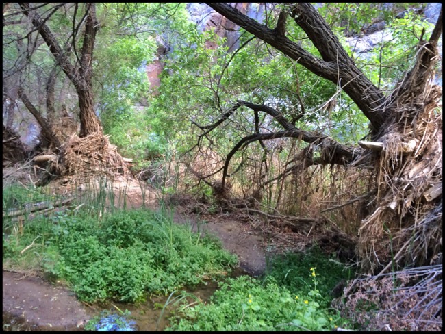 20160409_DeathValley - 31