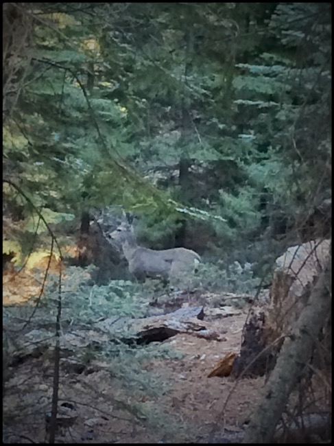 20160416_Yosemite - 1