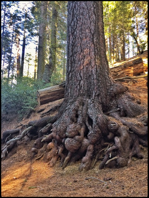 20160416_Yosemite - 24